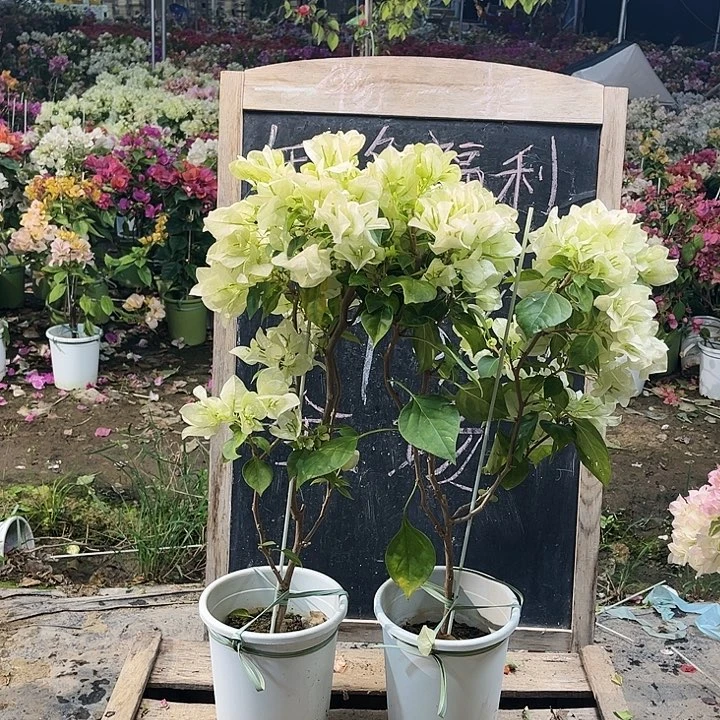 完全开放三角梅暗斑青苹果