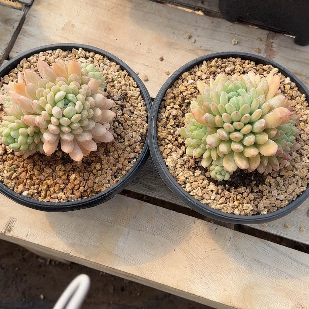 百达翡翠多肉植物00000