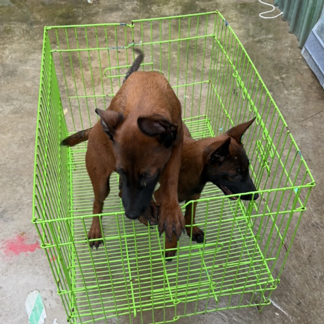 马犬专用展示笼具