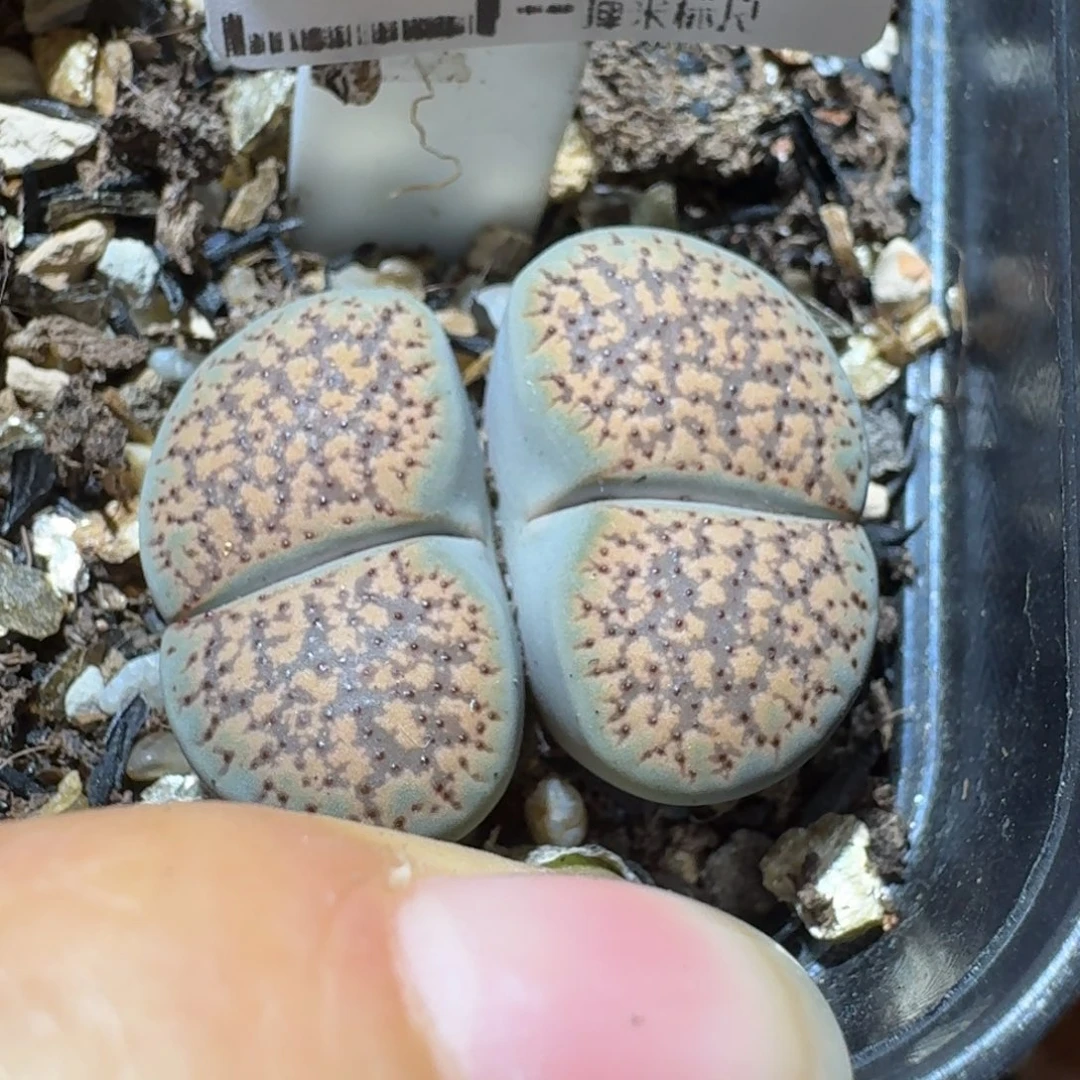 Sss生石花清货了46