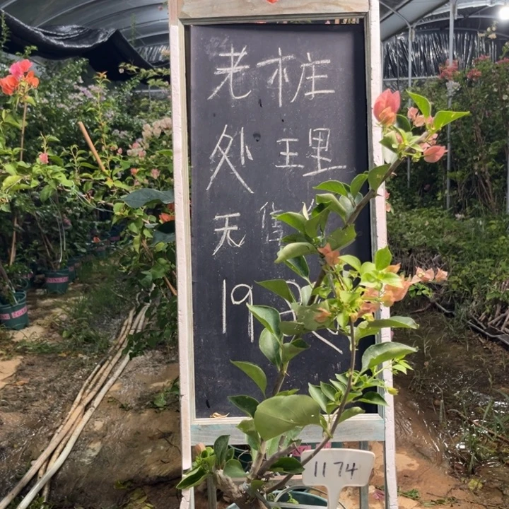 无花朵三角梅三角梅1174