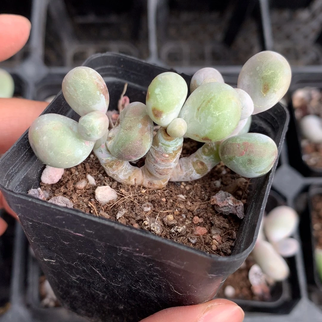 水光针黄还好哈哈哈