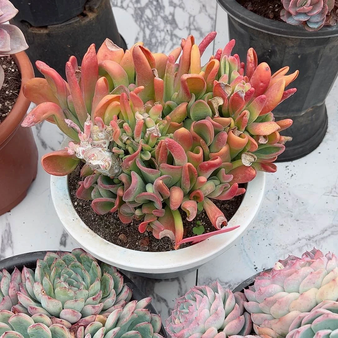 谭*655火狐狸多肉植物