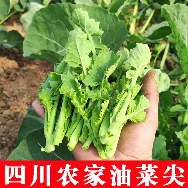 正宗四川高山新鲜蔬菜油菜尖农家自种自销现采现发油菜苔青油菜苔