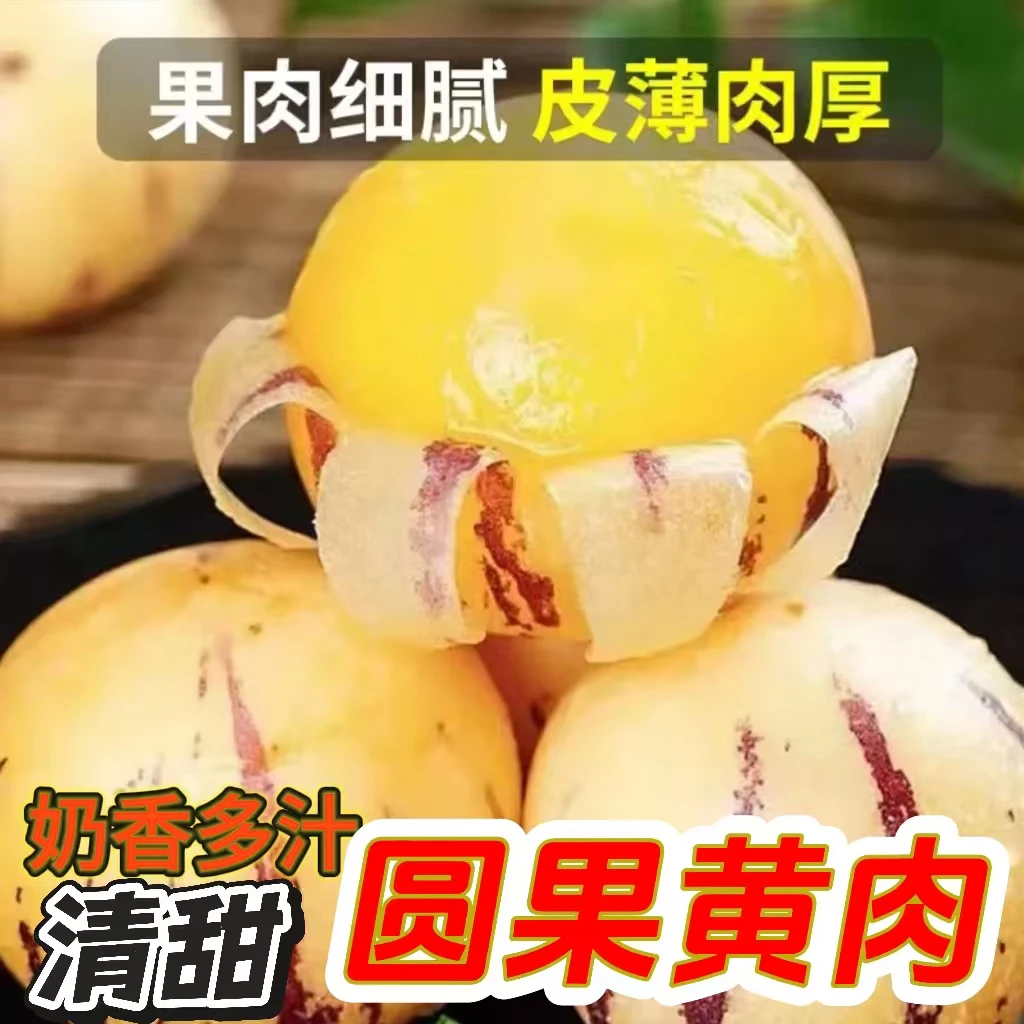 【现摘现发】云南黄肉人参果新鲜消暑清甜多汁圆大皮薄水果