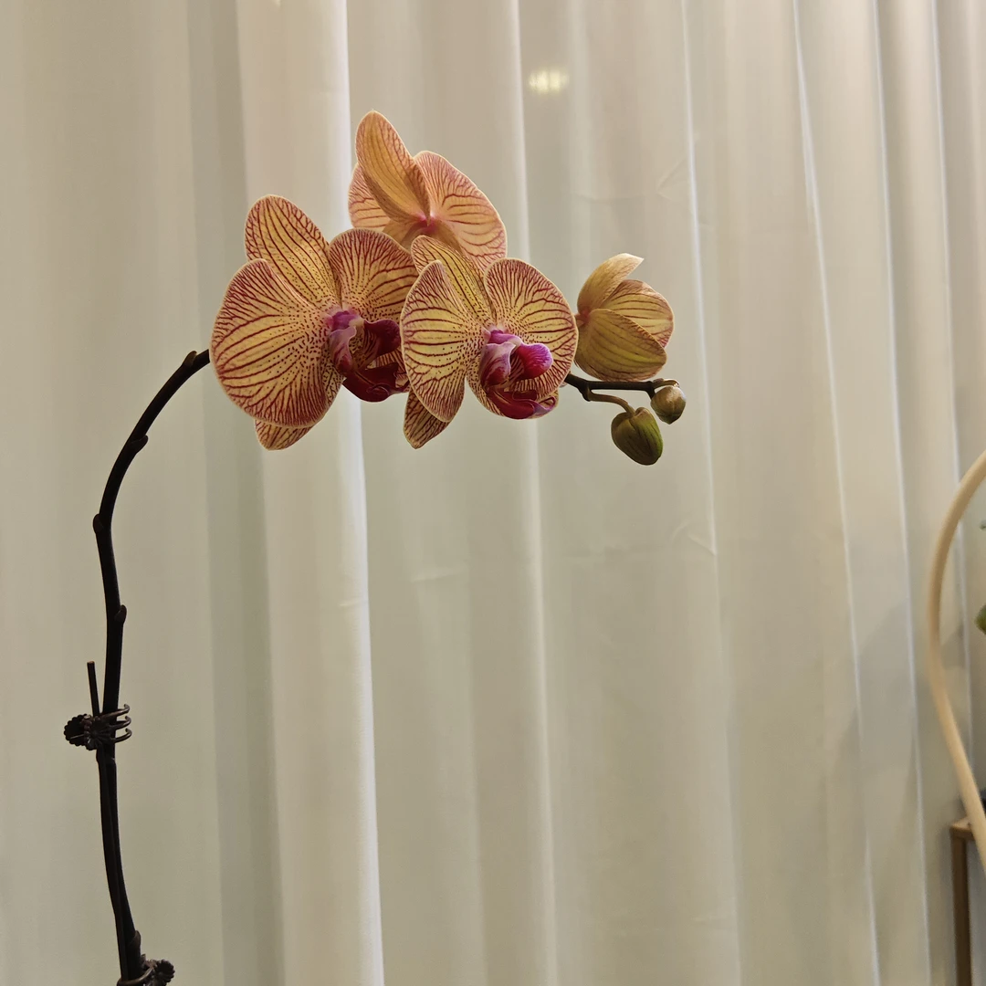 蝴蝶兰【西施】带花带花苞发货 室内客厅阳台花卉 好养易活