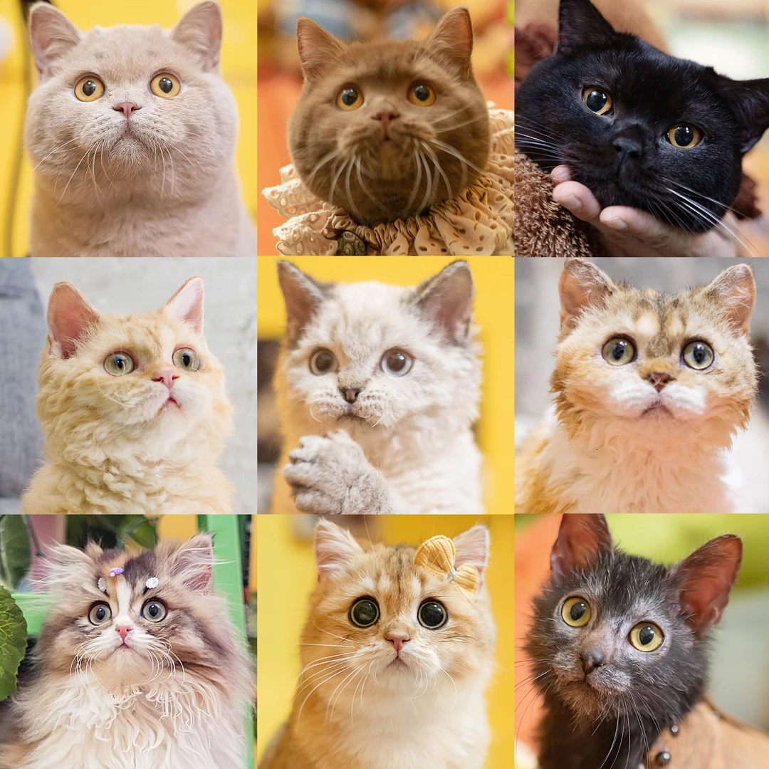 【米诺塔】精品赛凯金渐层稀有色英国短毛猫英长活体猫咪