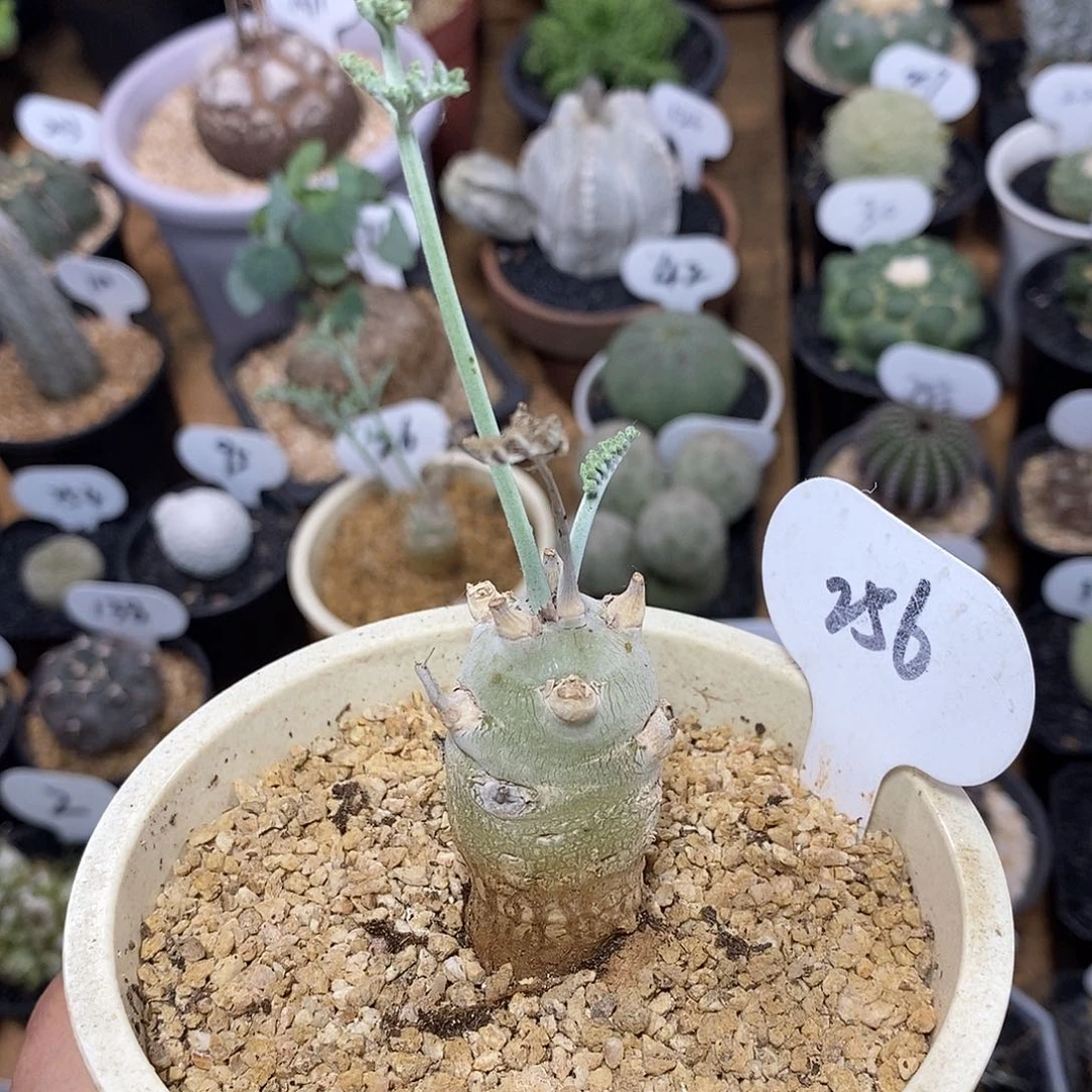 实生沉香鹿茸洋葵256号2.7cm