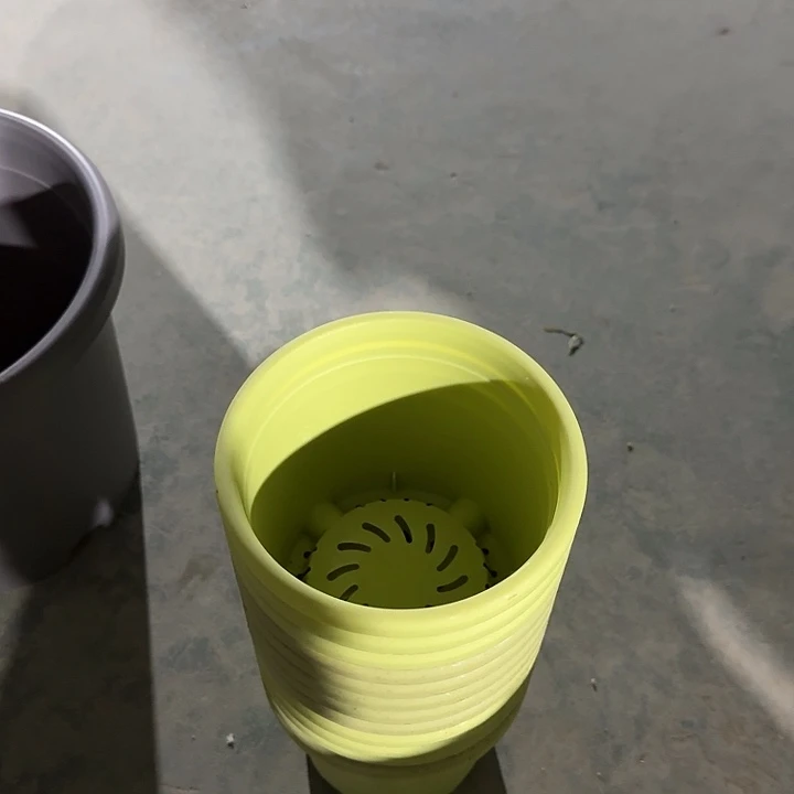 四季1号果绿无托20个特价微瑕