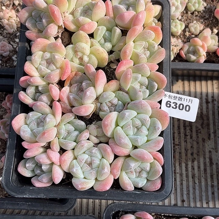 阿雅园艺。       6300冰玉一盒