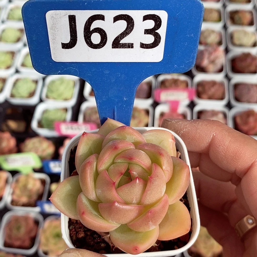 福利4-5cm多肉植物