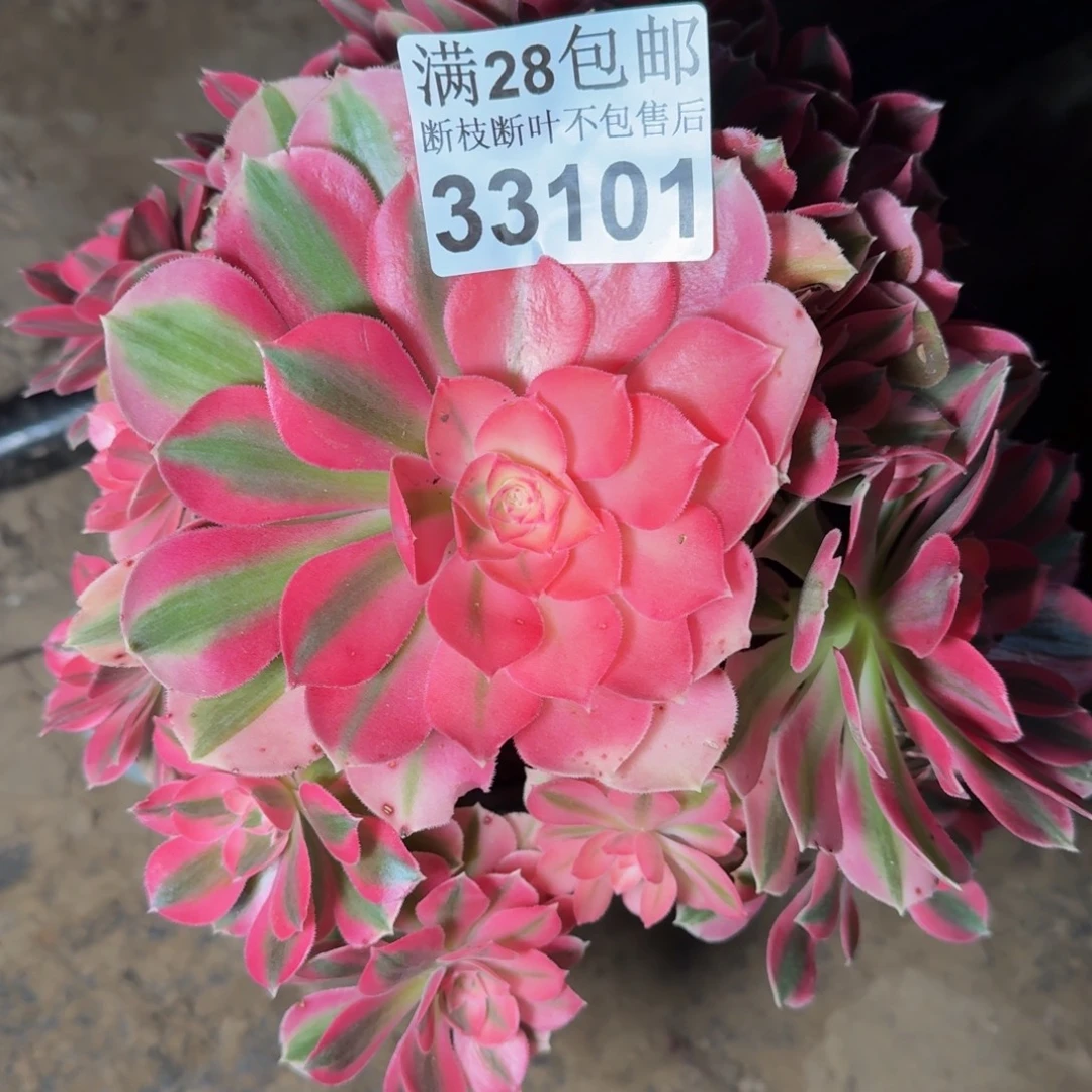 33101女巫不包断枝