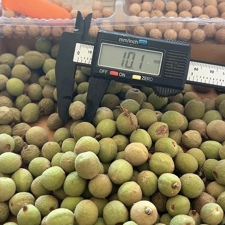 核桃手串/手链1.0带皮50颗送10颗