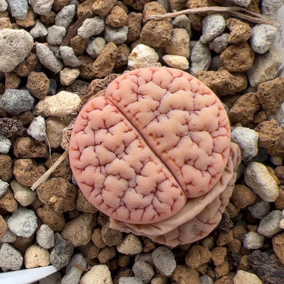 0626号374 多肉植物