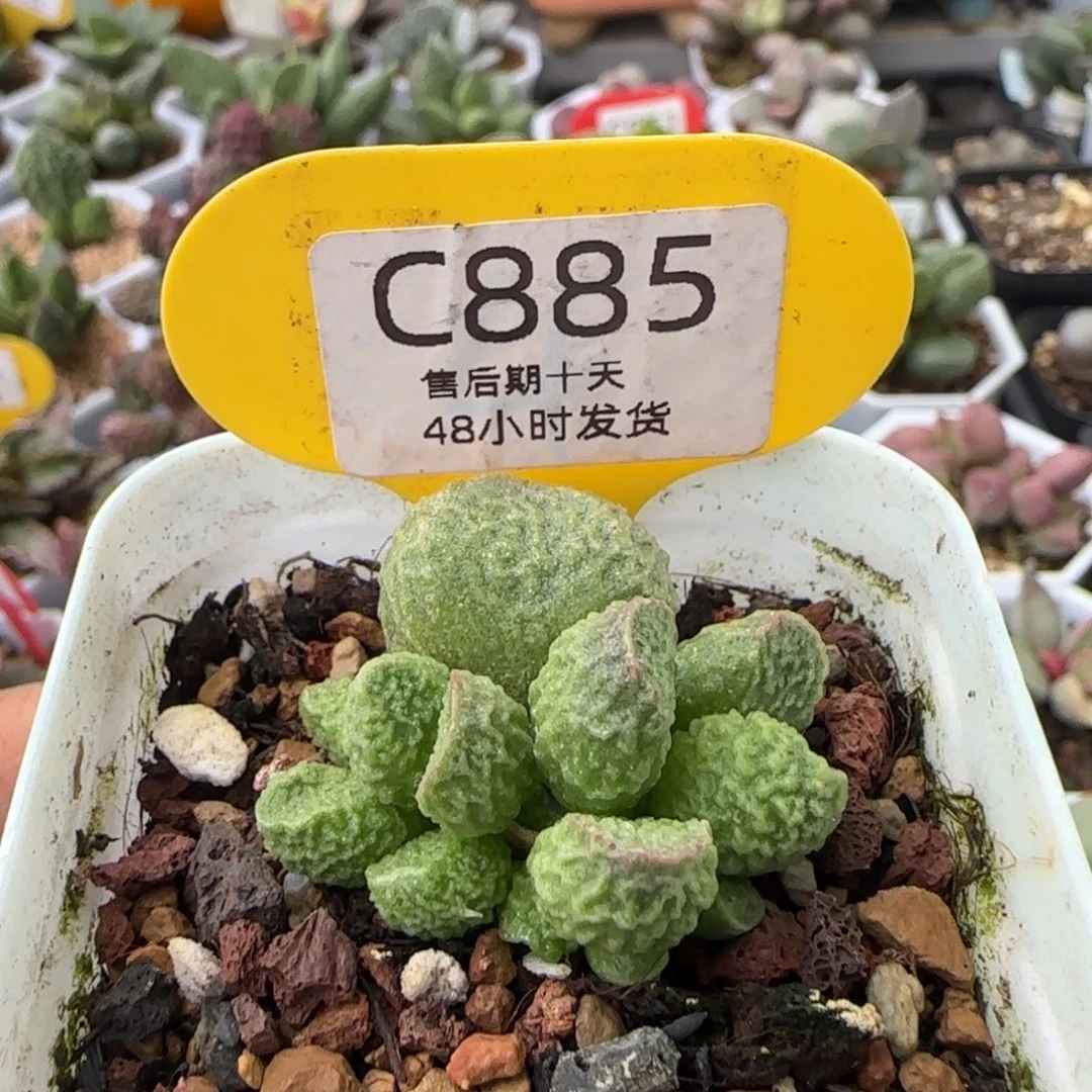 阿离水泡。  885。