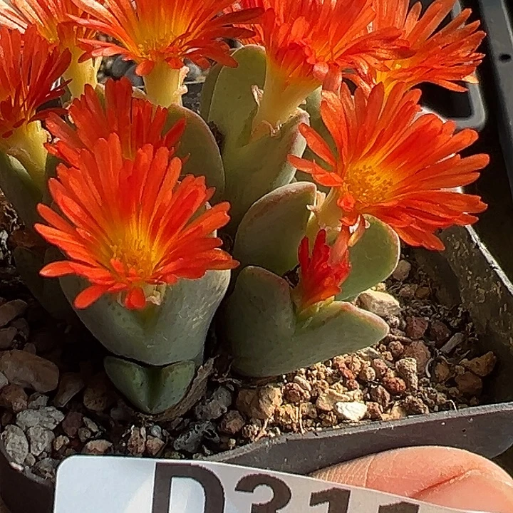 311号特价大将杂wxyzyyyxyxx