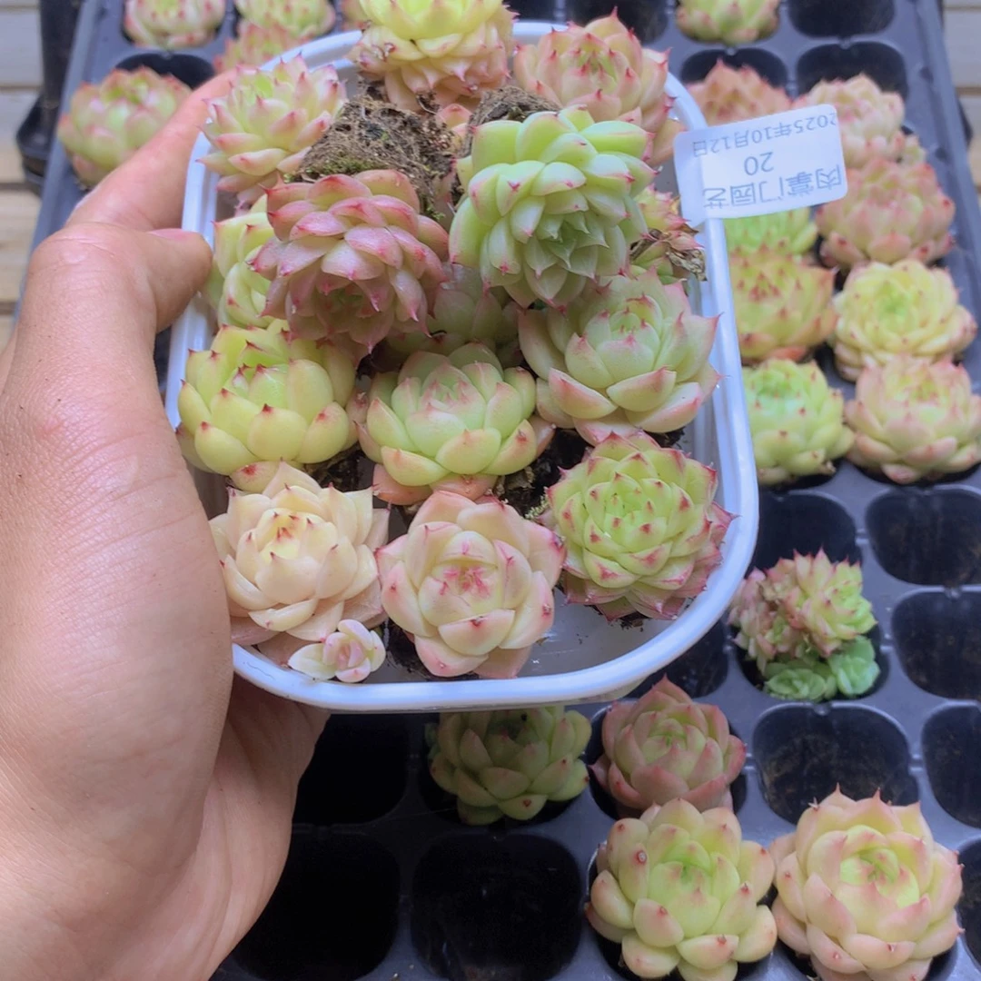 往***生我要去看你了啊我的020