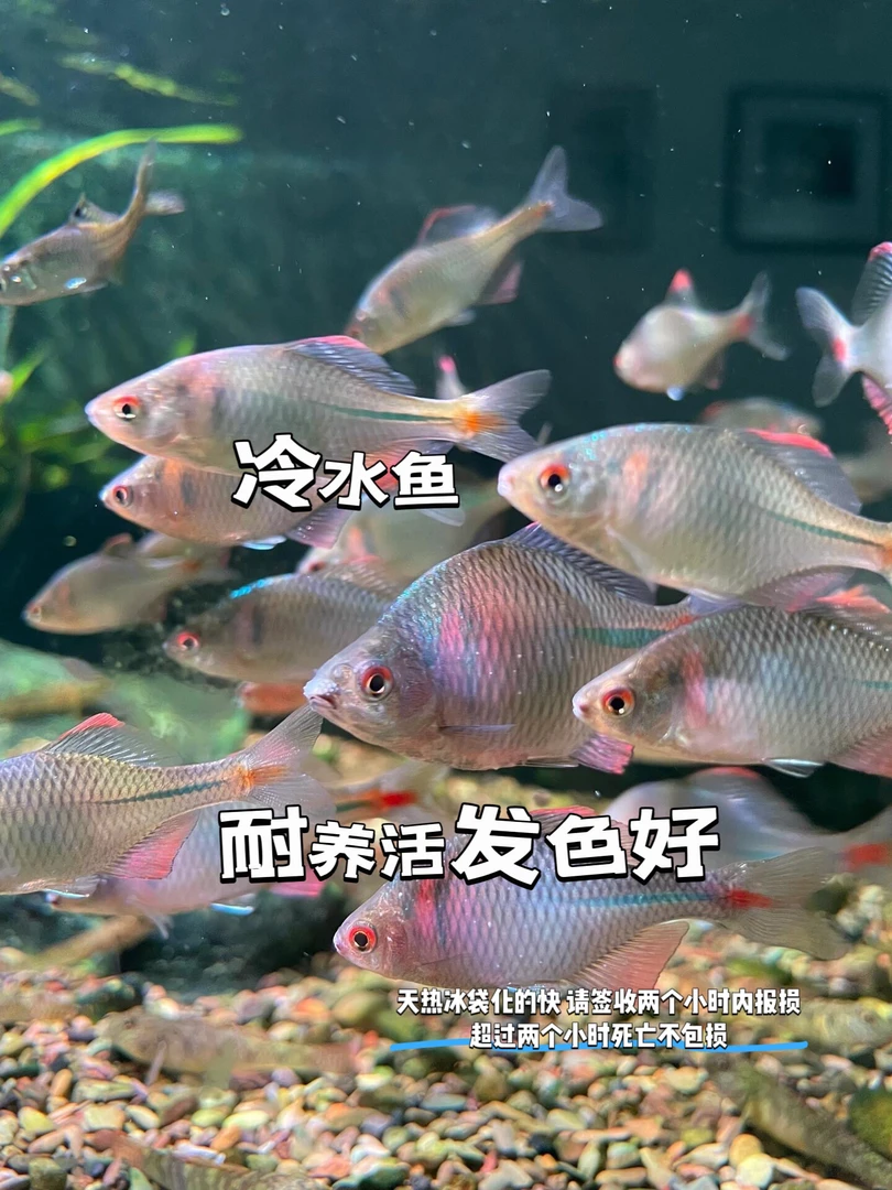高体鳑鲏发色完美冷水鱼好鳑鲏鱼养活