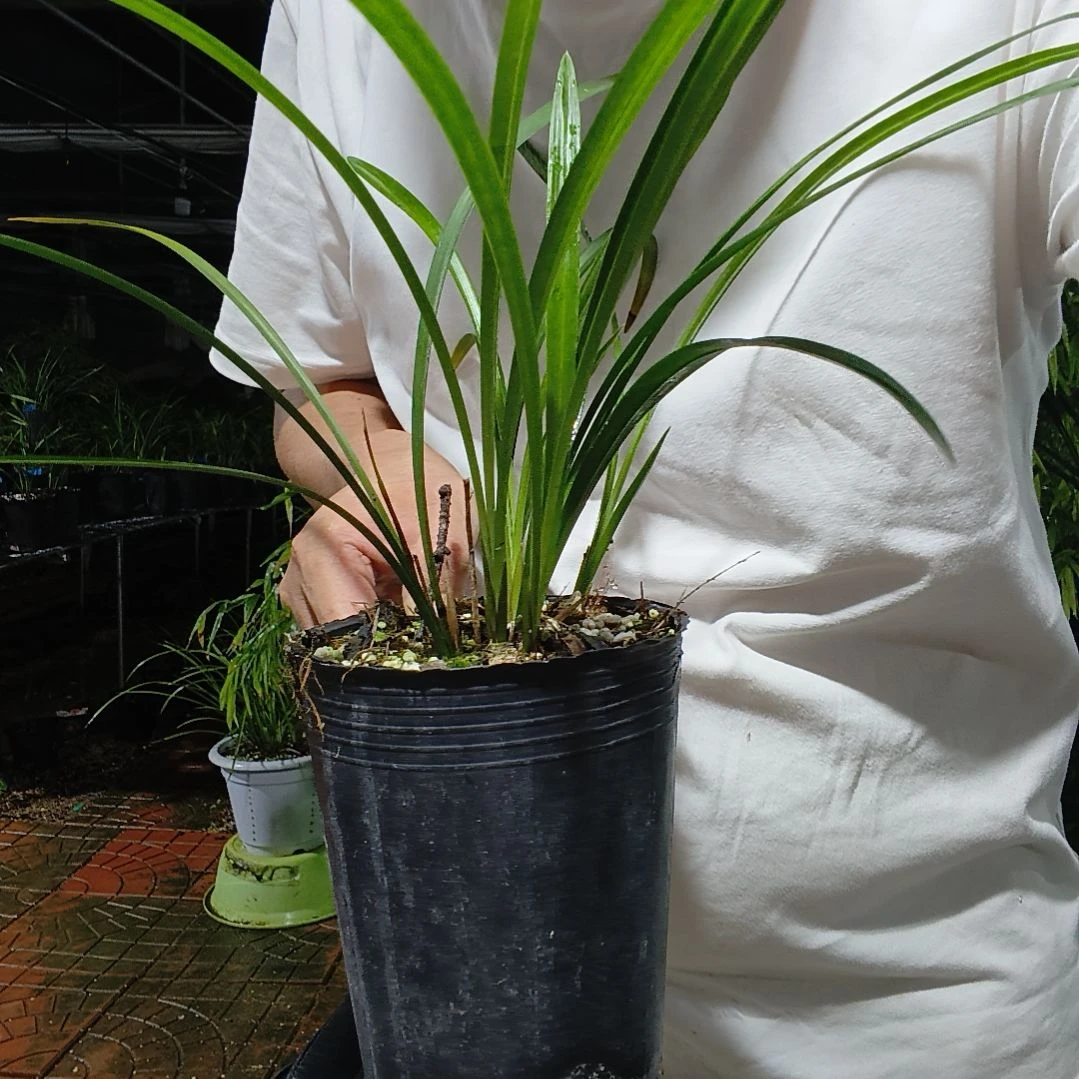 ᅟ***心无花朵小国魂建兰