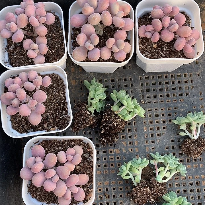 桃蛋5颗冰玉2颗一物一拍