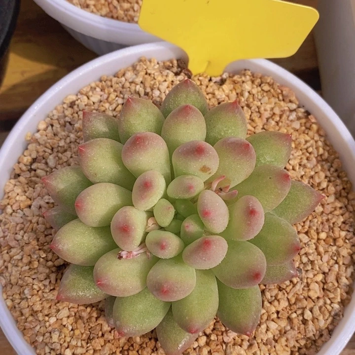 尚*多肉植物，开心多肉