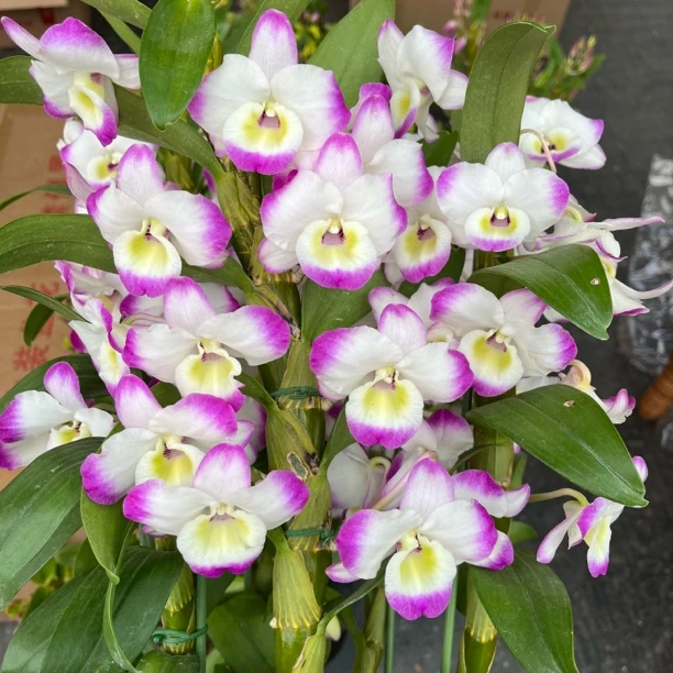 【 浪漫甜心 】春石斛兰盆栽兰花开花香客厅阳台好养开花美