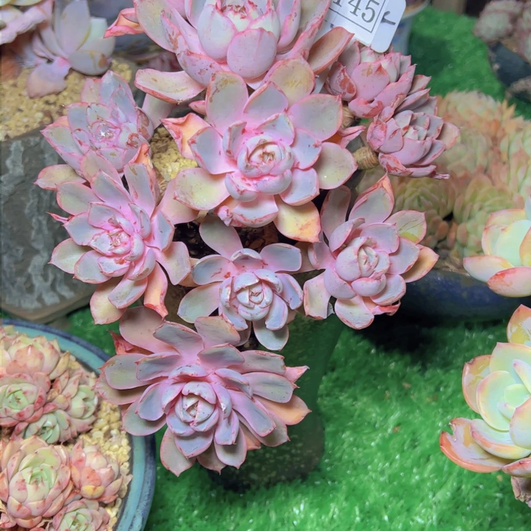 妈****体赫拉2145多肉植物寄养