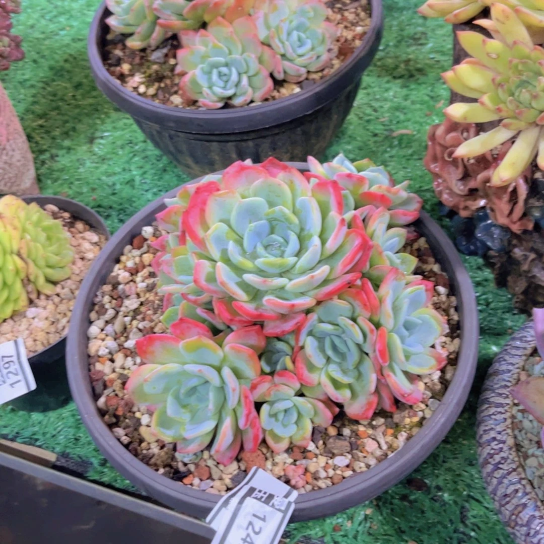 冷橙多肉植物1243
