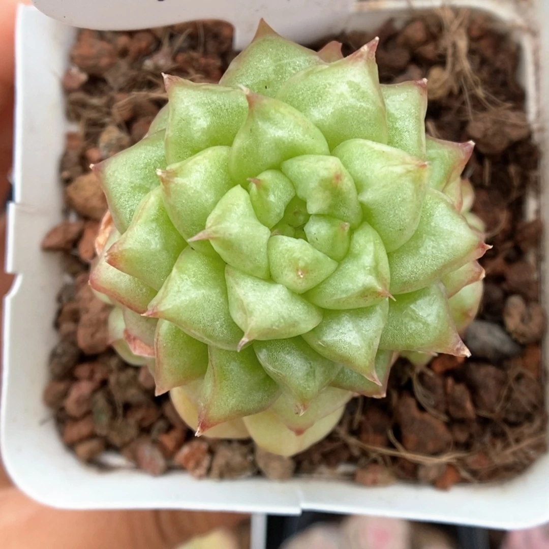 灯泡珍妮白锦可拍925号