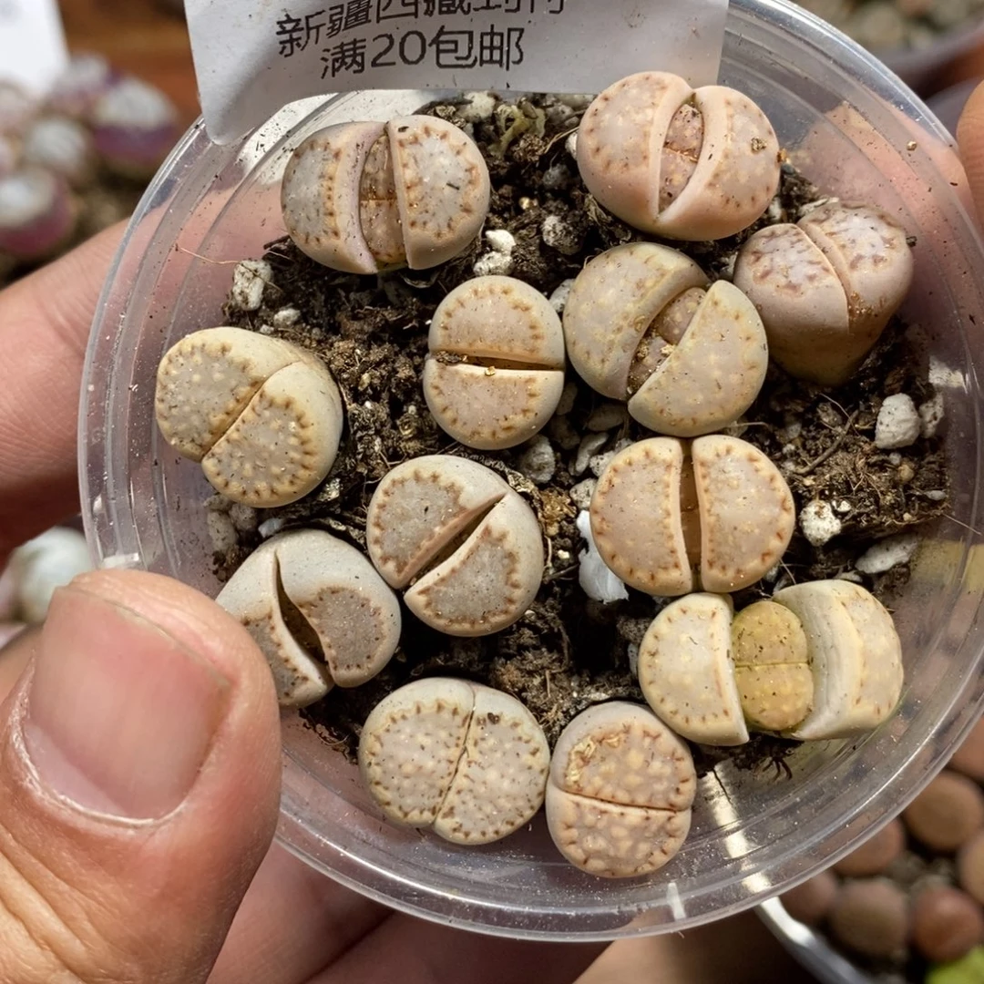 多肉蛋炒饭感谢您相伴601