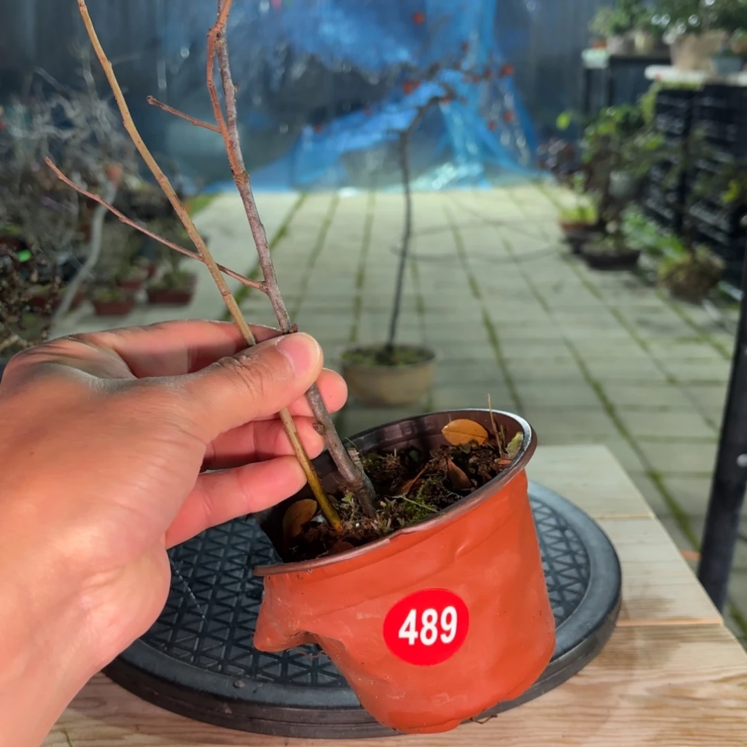 爱***普全场盆景489号包邮