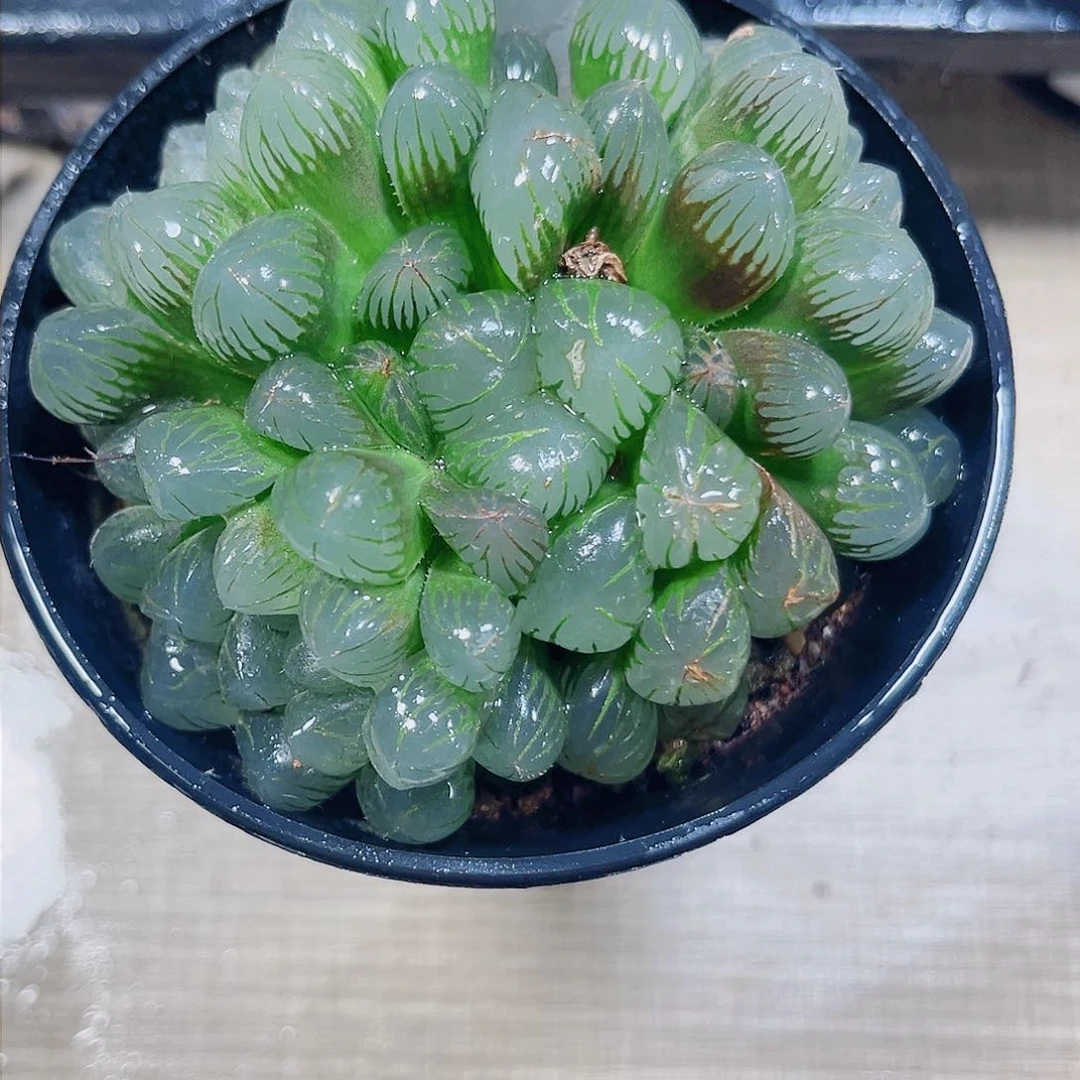 玉露多肉新手好养6666