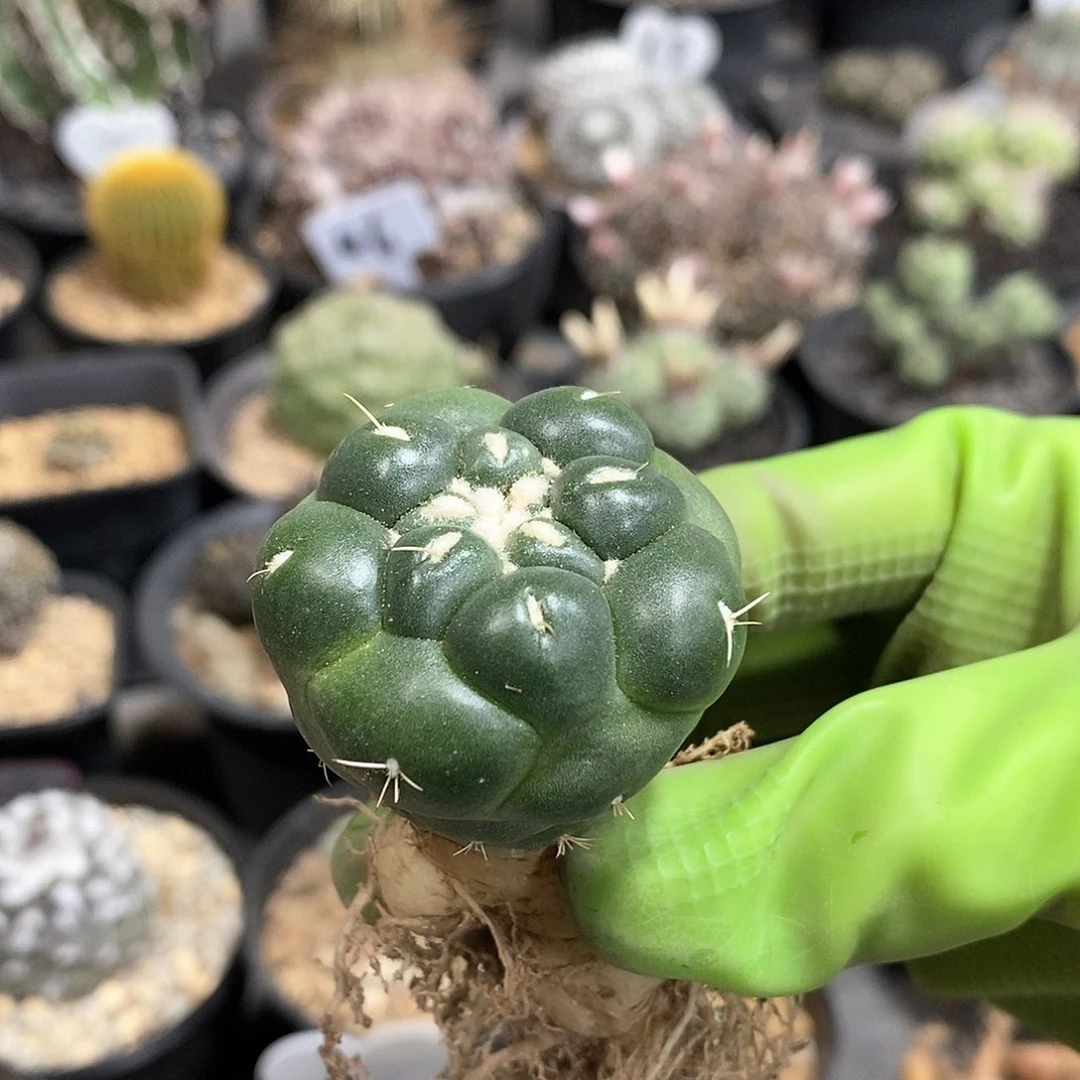 泰系无刺象牙仙人球