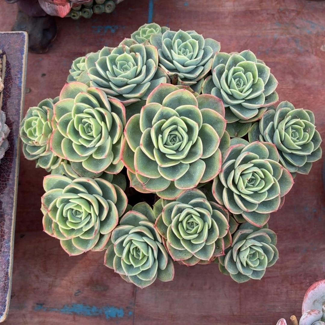 多肉植物 哈密瓜-4