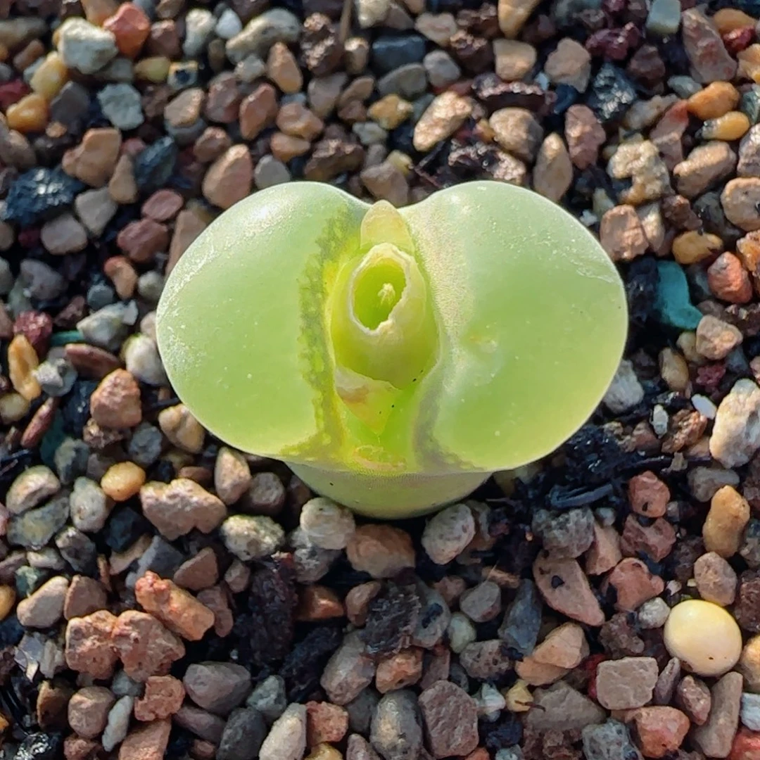 多肉大型粉女母本7号