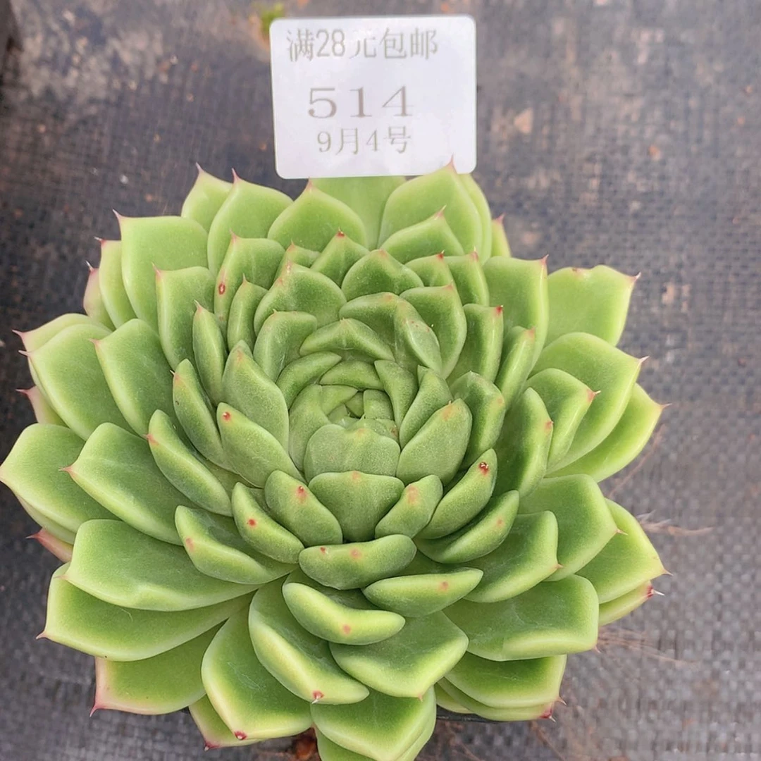 【闪购商品】云514号