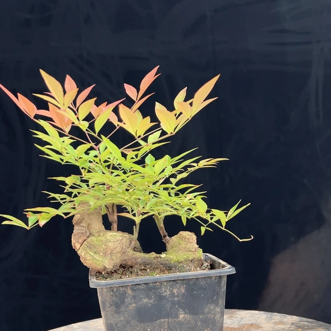 无花朵22222222222