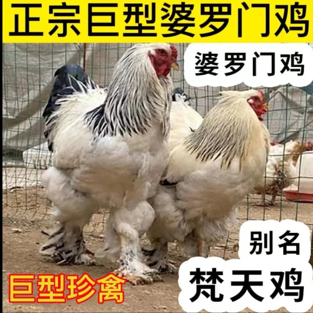 婆罗门宠物鸡批发特价