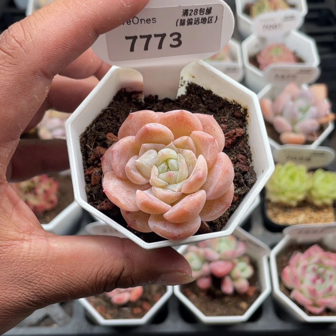 7773冰贵妃5.0厘米