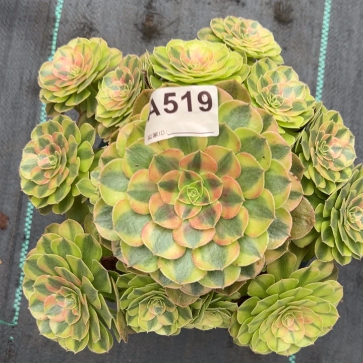 519雨荷23厘米左右