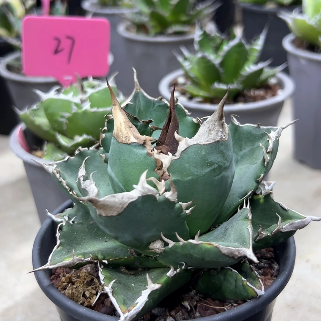 放****白火焰一物一拍偏远不包邮