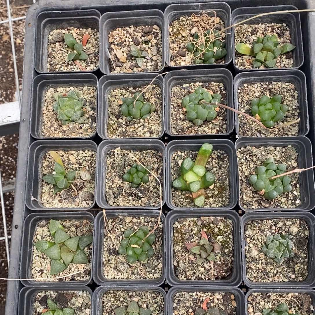 2545 一整筐 点赞福利