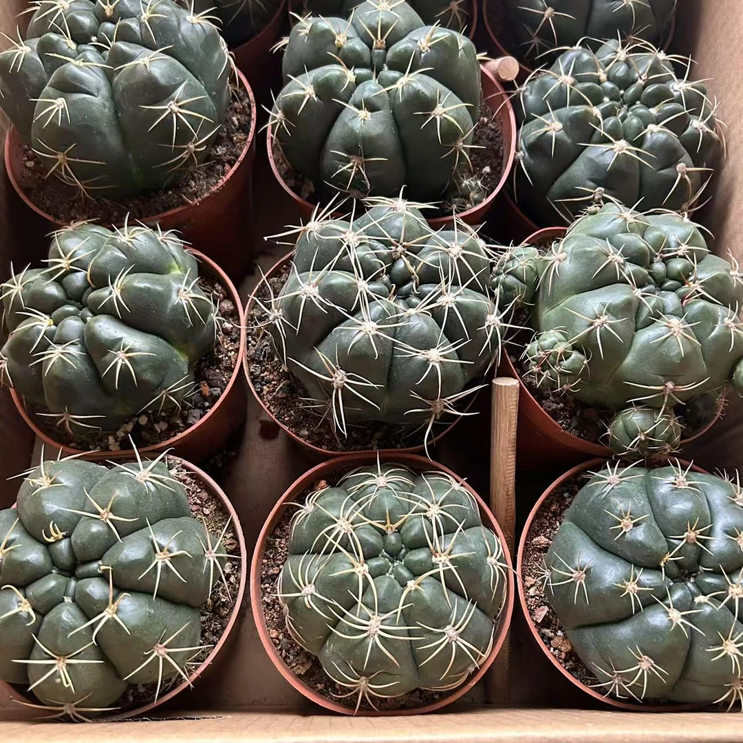 美花海王 仙人球夏型种绿植盆栽桌面阳台办公室摆件