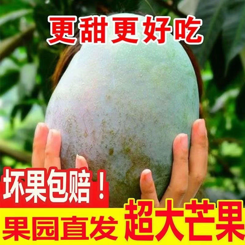 【10斤装凯特芒果】正宗攀枝花芒果香甜多汁产地直发当季新鲜芒果