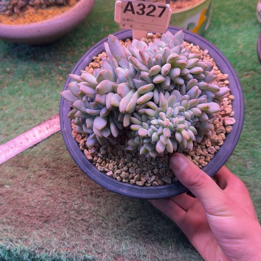 岚*姐星影缀化无砍专拍