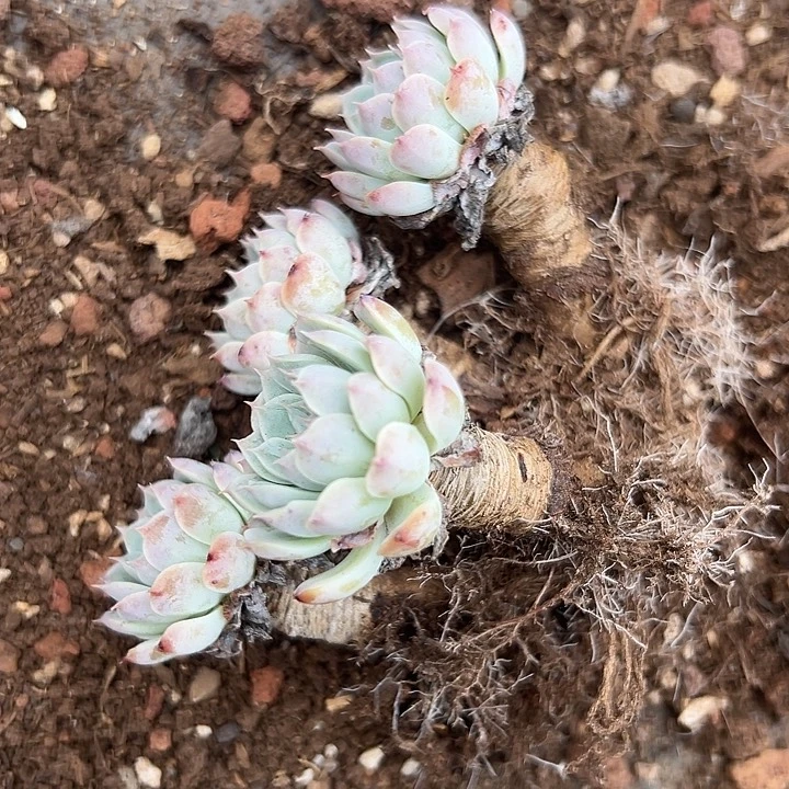 无花朵白色纸风车。