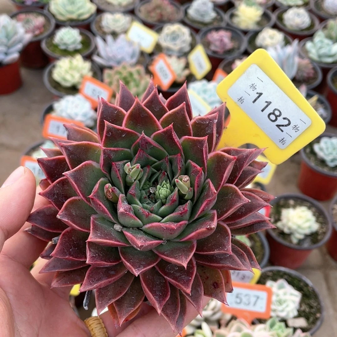 【闪购商品】1182号