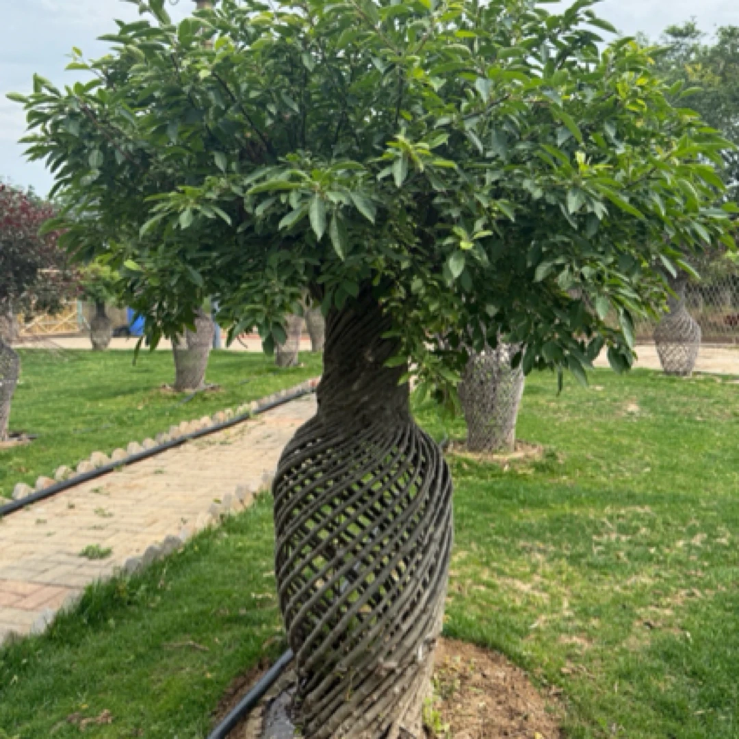 1.6米海棠花瓶，皇家雨点，绿叶红宝石，白兰地，紫薇，丁香