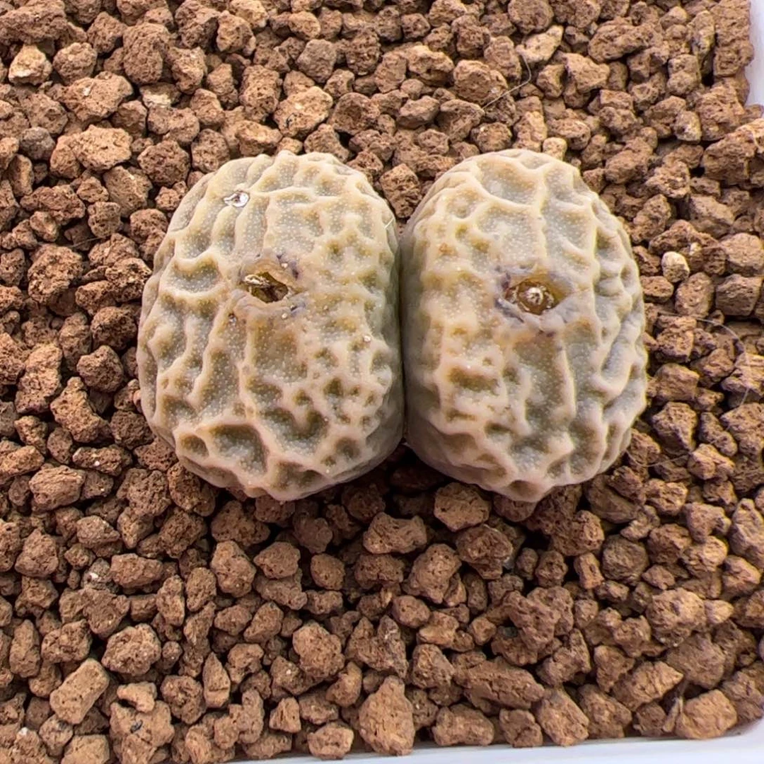 0509号超烧DT7778 多肉植物