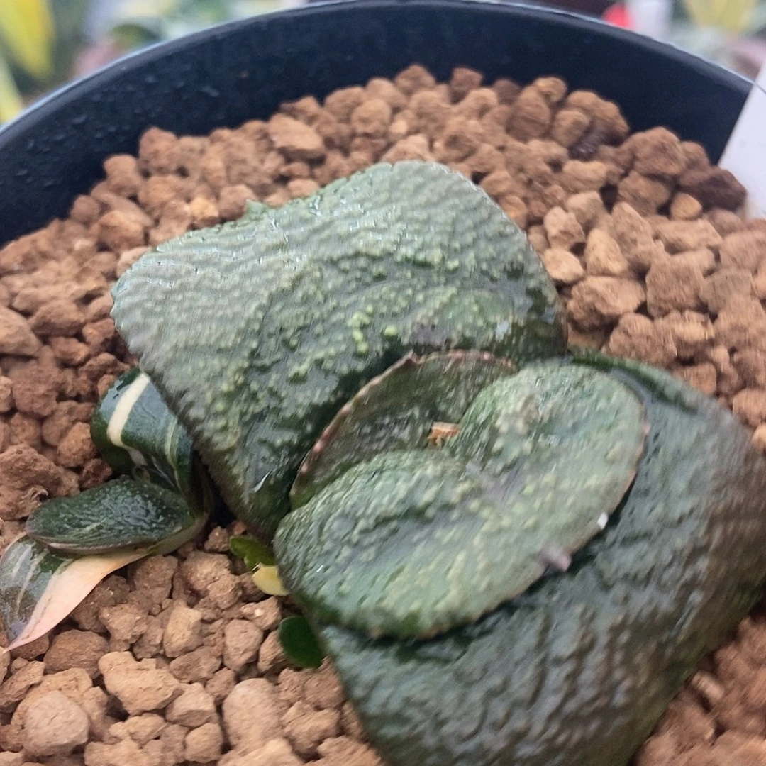 DRS-4y大宽叶军配侧牙锦很好目前叶宽4.1公分带盆发货